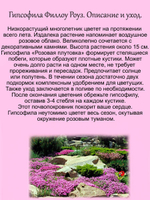 Гипсофила Розовая плутовка почвопокровная многолетняя