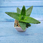Aloe Mitriformis (Алоэ)