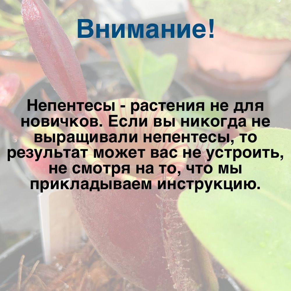 Непентес Nepenthes ampularia red x ampularia black miracle семена 5 штук