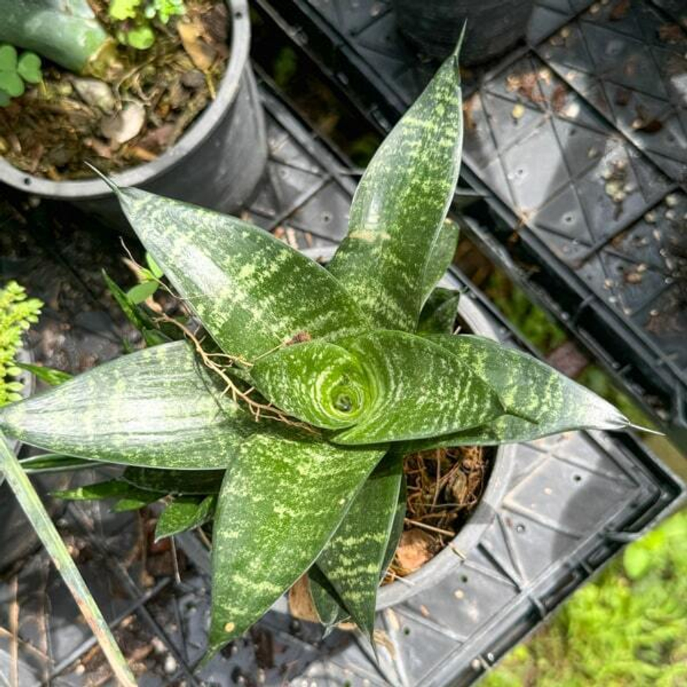 Сансевиерия SIAM GREEN