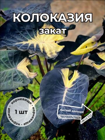 Колоказия "Закат" корневище