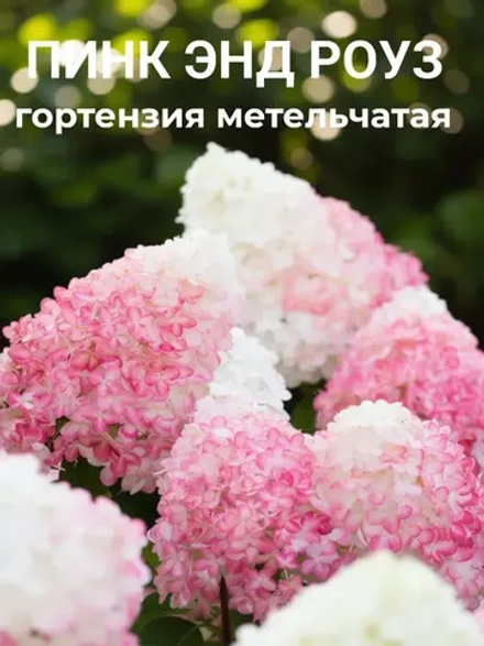 Гортензия метельчатая Пинк энд Роуз