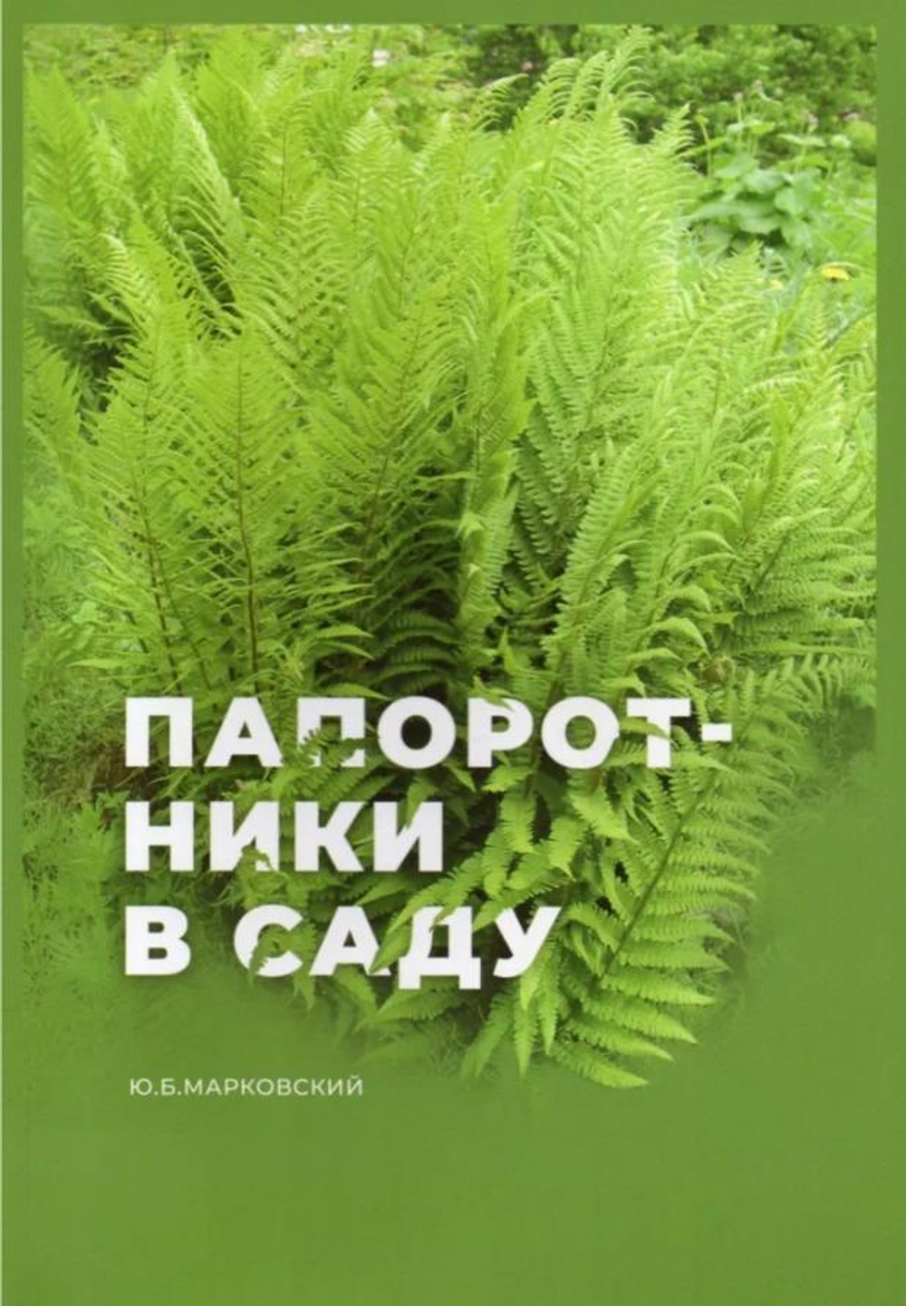 Папоротники в саду
