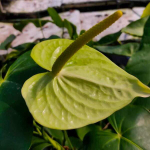 Антуриум Андре GREEN 049 р. МИНИ
