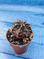 Gymnocalycium Friedrichii (Гимнокалициум)