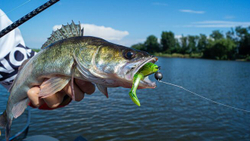 Виброхвосты LJ 3D Series Zander Paddle Tail 4.0in (10.00)/Z06 5шт.