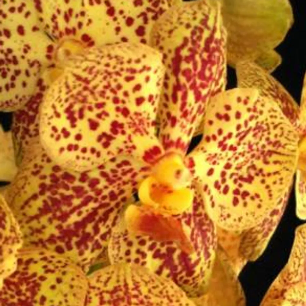 Ванда Vanda Charles G X Asco Dhonchai Pusavat