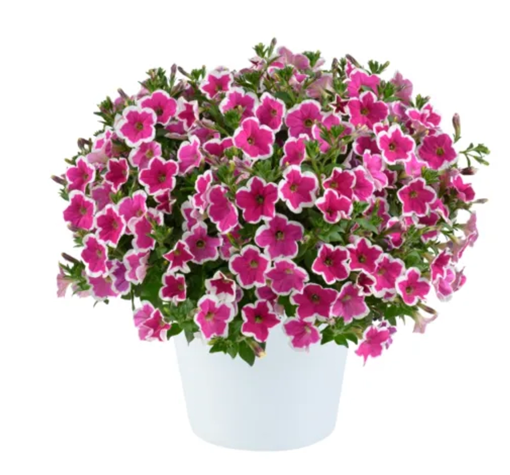 Петуния ампельная Capella Rim Fuchsia (П13)