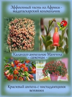 Каланхоэ ампельное Мангина