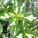 Граптофиллум расписной – Graptophyllum pictum silver