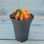 Gymnocalycium Variegata (Гимнокалициум Вариегатный)