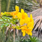 Алламанда желтая – Allamanda yellow (1)