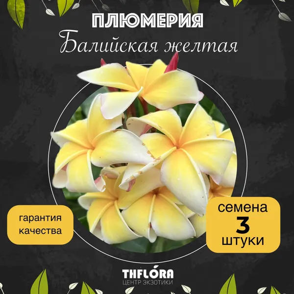 Плюмерия "Балийская желтая" — семена, 3 шт.