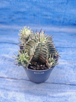 Euphorbia meloformis f. Variegated (Эуфорбия вариегатная)