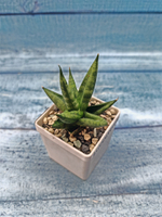 Sansevieria Cylindrica (Сансевиерия)