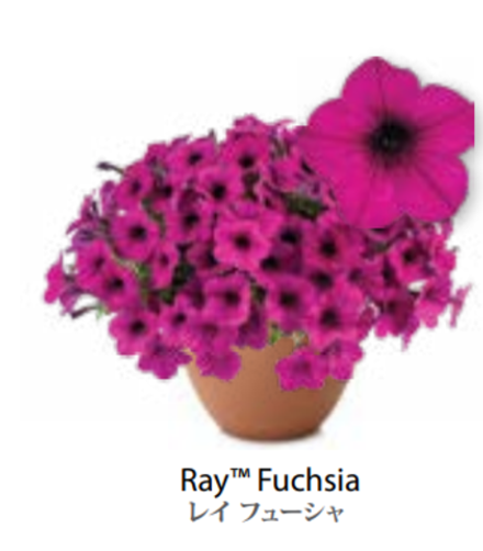 ЕВРО Петуния RAY Fuchsia ЕВРО укорененный черенок СЕРЕДИНА НОЯБРЯ поставка 1