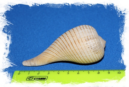 Фикус Филоса, 7-9см, 1шт