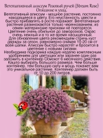 Алиссум Розовый ручей вегетативный лобулярия