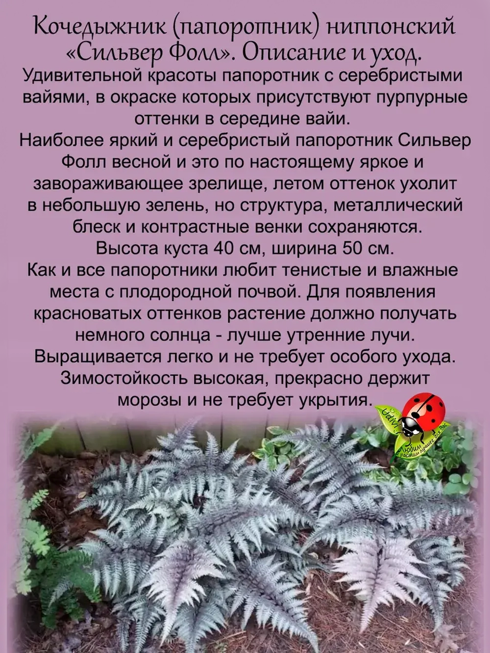 Кочедыжник Сильвер Фолс папоротник