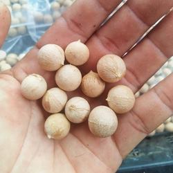 Коперниция юбочная Copernicia macroglossa семена 3 штуки