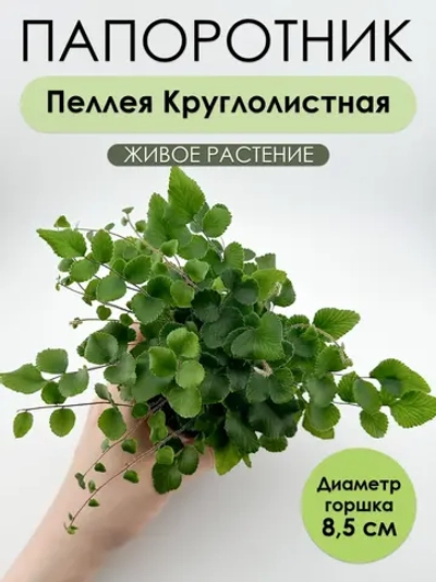 Пеллея Ротундифолия D8,5. Растение живое комнатное