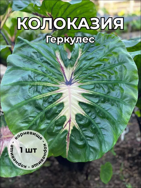 Колоказия "Геркулес" — корневище