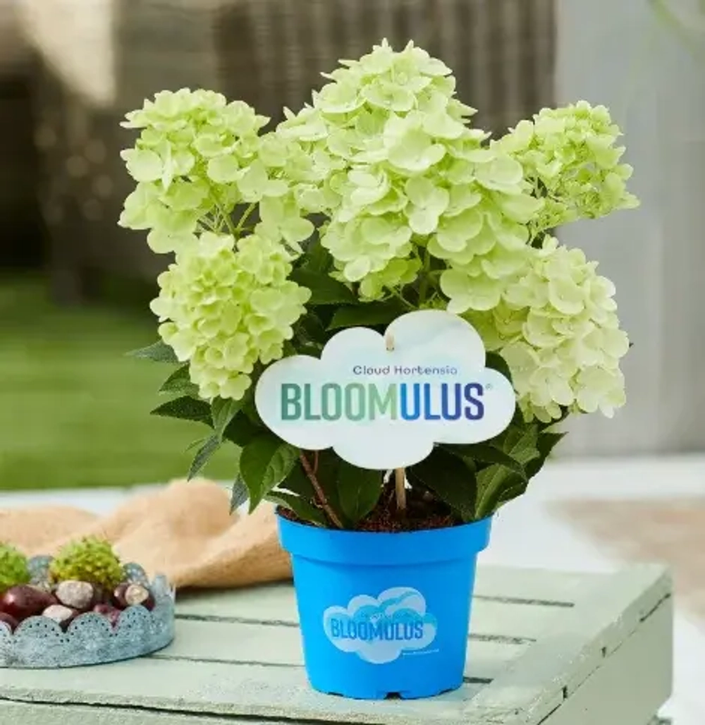 Стратус Облачная серия (Bloomulus Stratus) р9 (0.5 л.) август-сентябрь 2026