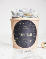 Суккулент в стаканчике
