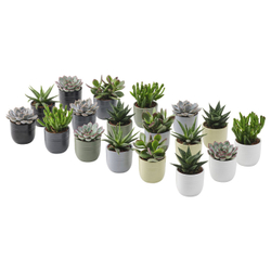 IKEA SUCCULENT  (ИКЕА СУССУЛЕНТ)  -  Растение с горшком - суккулент, разные цвета, 6 см