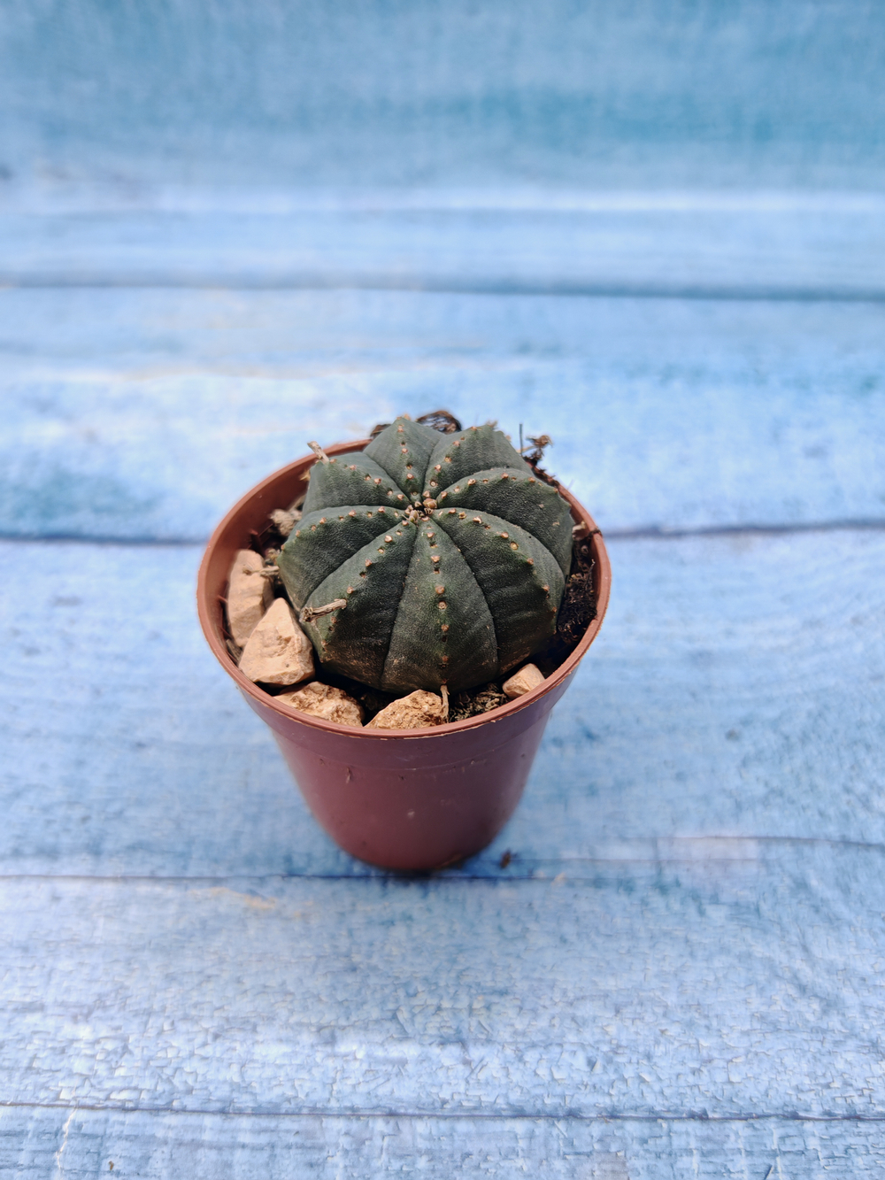 Euphoria Obesa (Эуфорбия)