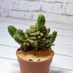 Opuntia Tuna (Опунция)
