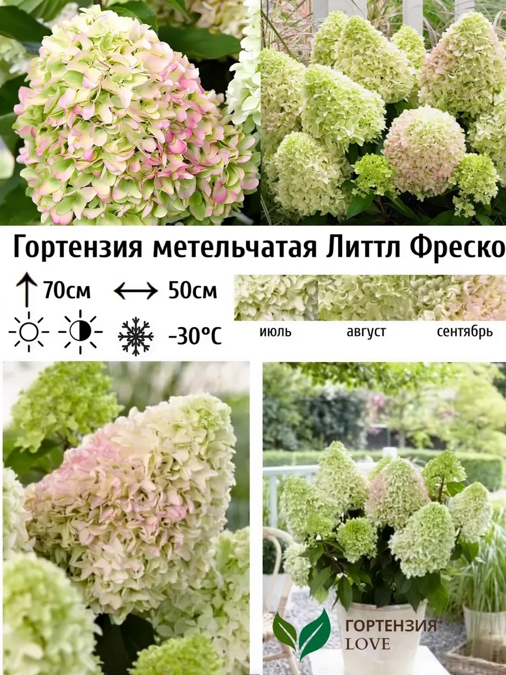 Литл Фреско гортензия метельчатая