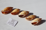 Раковина Стромбус дентатус (Tridentarius dentatus)