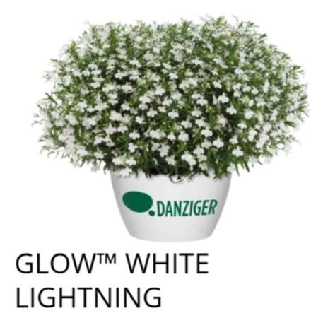ЕВРО Лобелия Glow White Lightning укорененный ЕВРО черенок февраль поставка 21