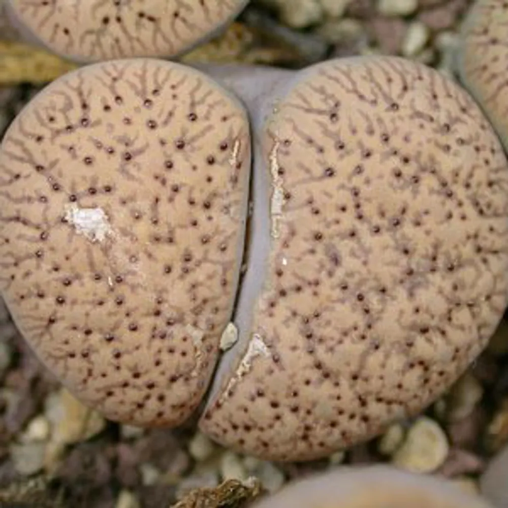 Литопс (C198 Lithops verruculosa v. verruculosa) живые камни семена