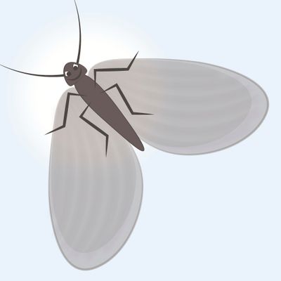 Мотыльки