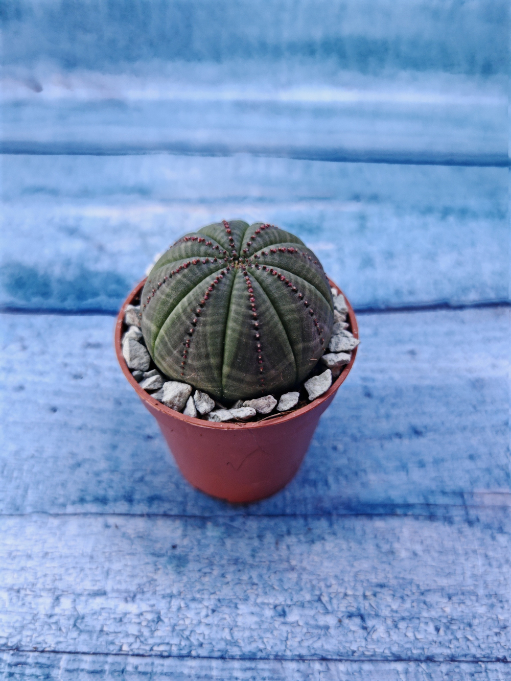 Суккулент Euphorbia Obesa (Эуфорбия)