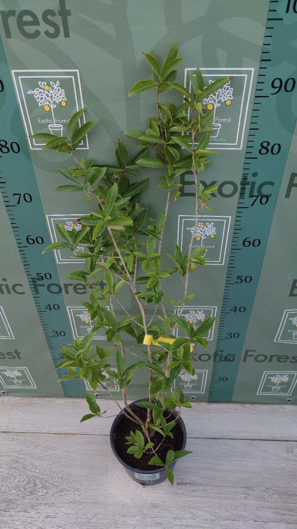 Eugenia Аggregata