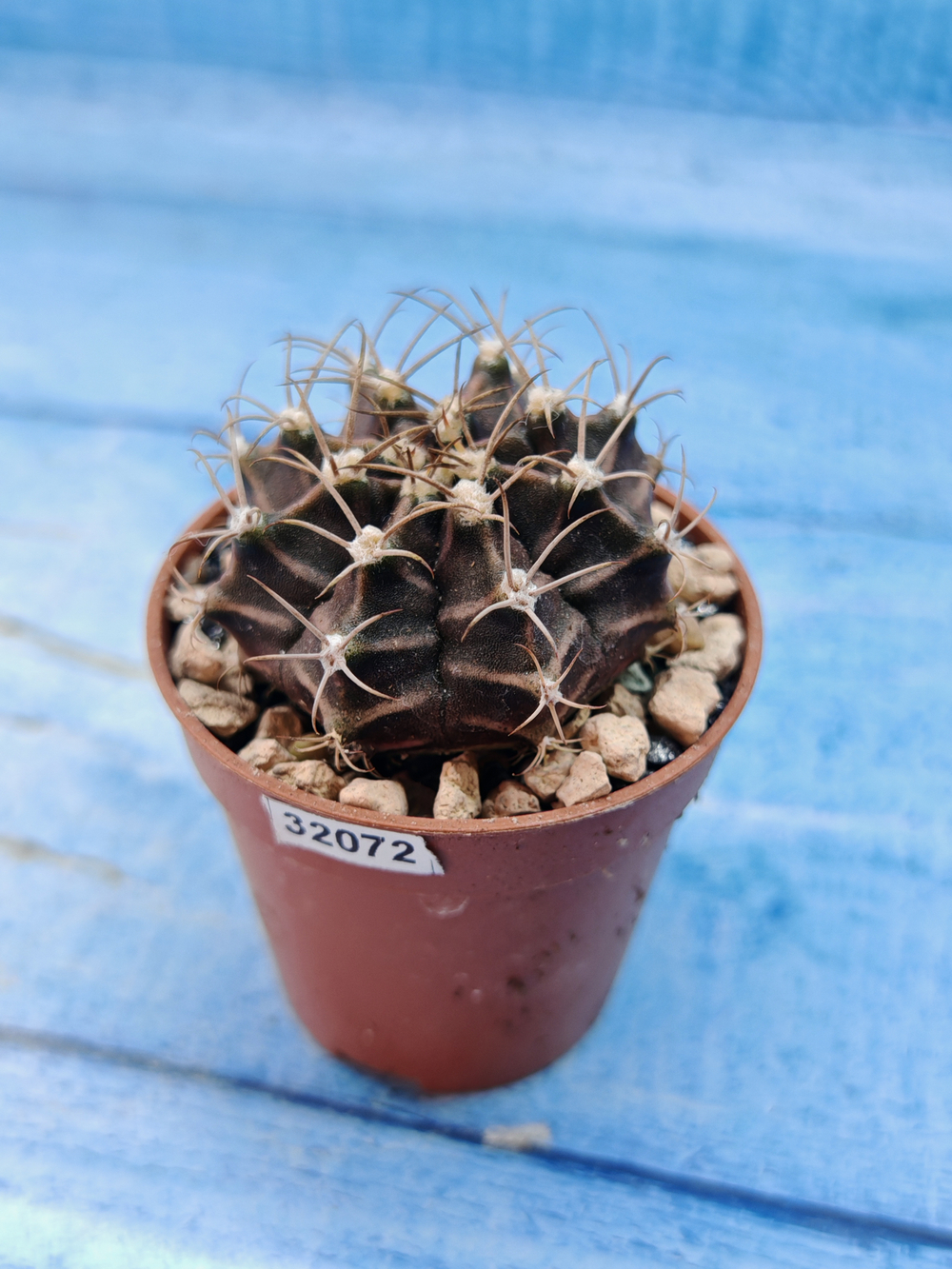Gymnocalycium Friedrichii (Гимнокалициум)