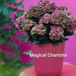 Набор саженцев гортензии Серии "Magical" из 5 сортов