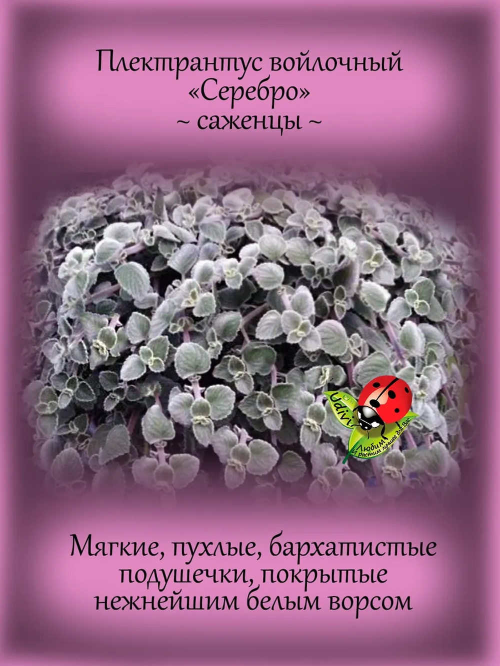 Плектрантус Серебро войлочный
