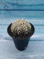 Astrophytum Asterias (Астрофитум)