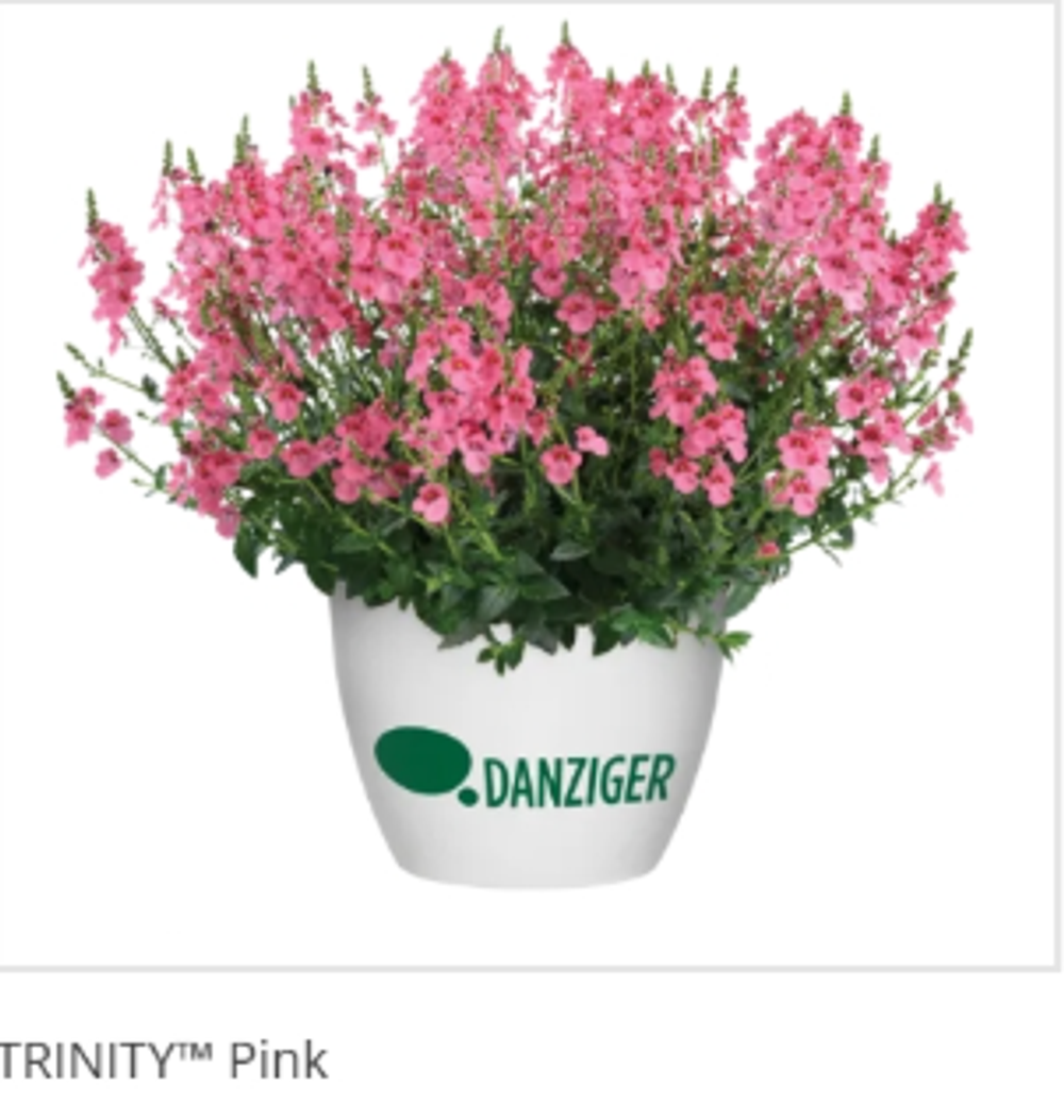 ЕВРО Диасция Trinity Pink укорененный ЕВРО черенок НАЧАЛО ЯНВАРЯ поставка 5
