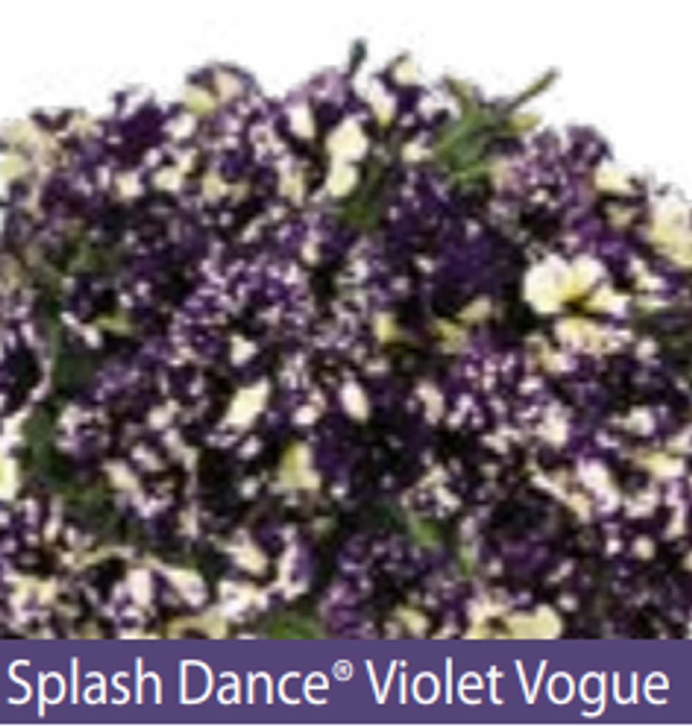 ЕВРО Петуния SPLASH DANCE Violet Vogue ЕВРО укорененный черенок ФЕВРАЛЬ поставка 16