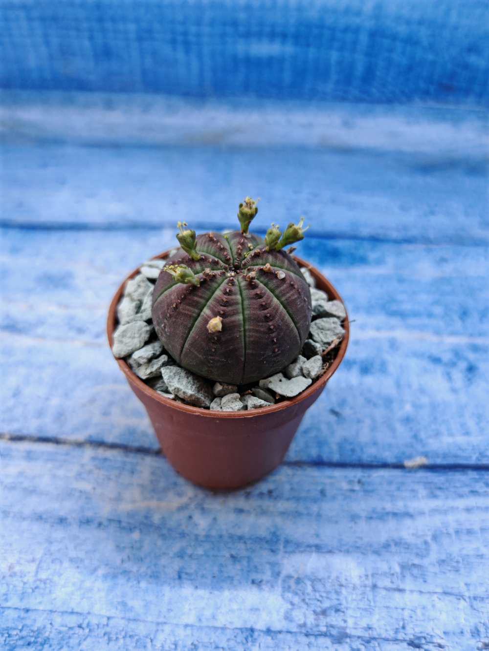 Euphorbia Obesa (Эуфорбия)