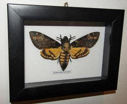 Бражник Мертвая Голова Acherontia atropos в рамке