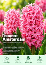 Гиацинт Amsterdam