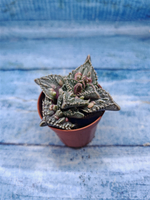 Faucaria Tuberculosa (Фаукария)