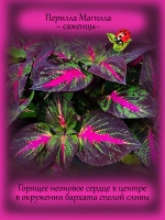 Перилла Магилла