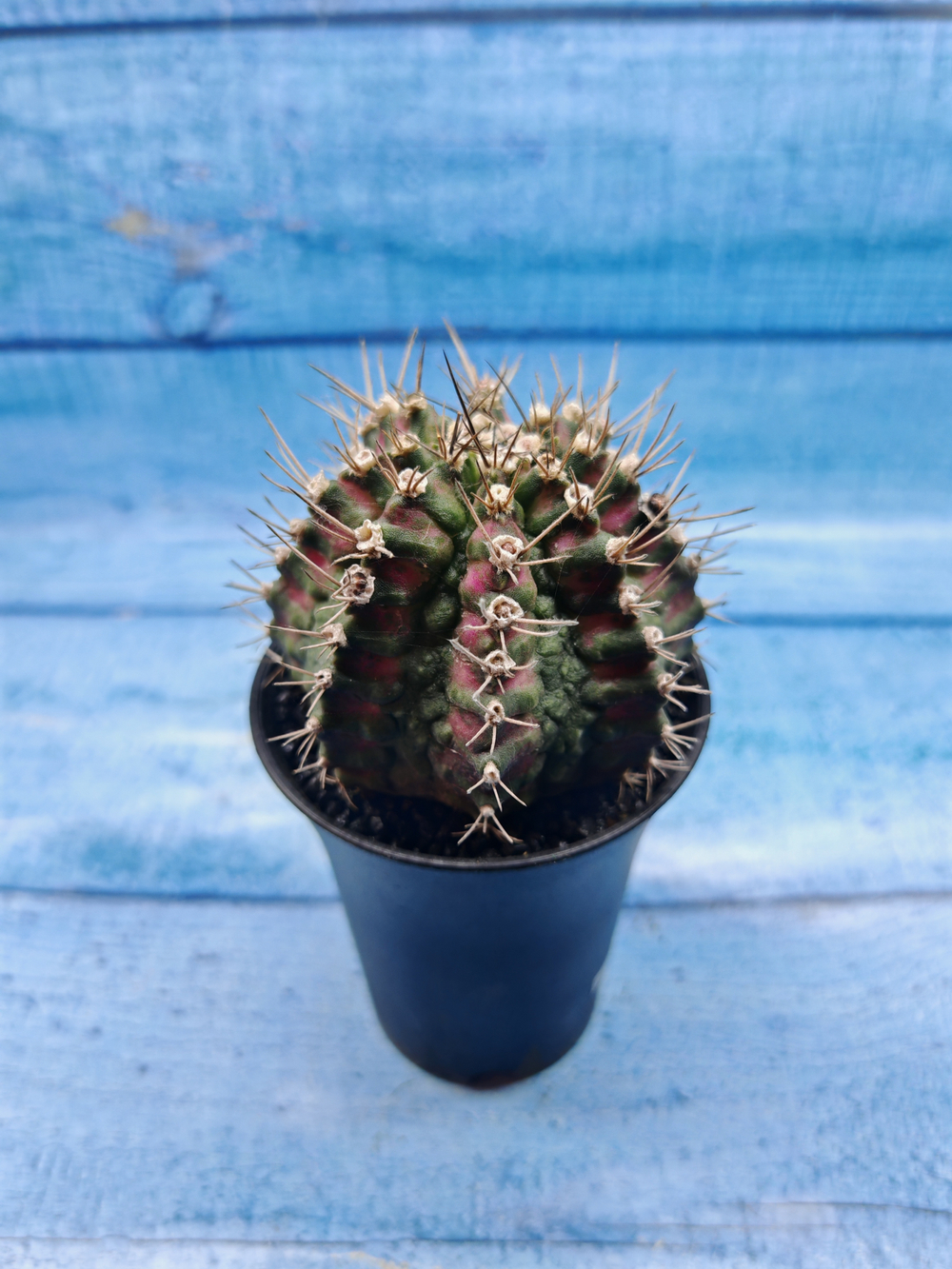 Gymnocalycium T-Rex Pink hybride (Гимнокалициум T-rex)